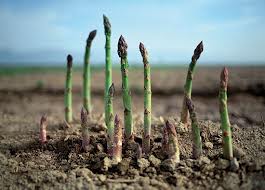 asperges
