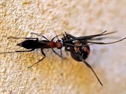 A. nigricornis